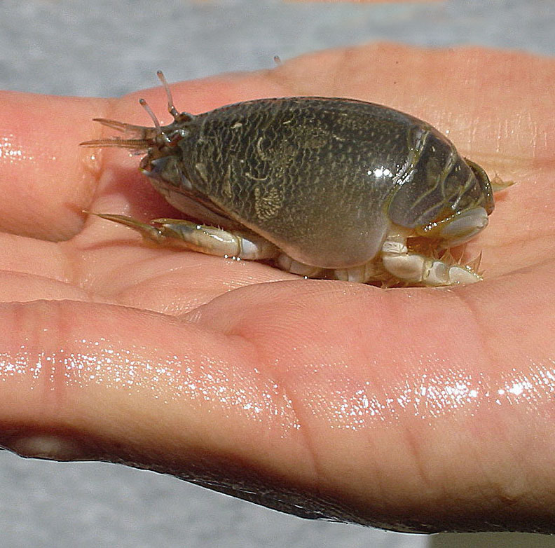 Mole Crabs My Whole Life I ve Been Thinking About Sand Fleas Mole Mole Crabs My Whole Life I ve Been Thinking About Sand Fleas Mole