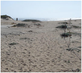 Marina State Beach