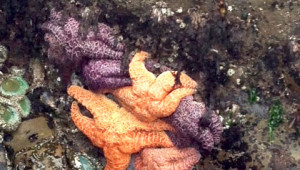 Ochre_seastars_Duxbury