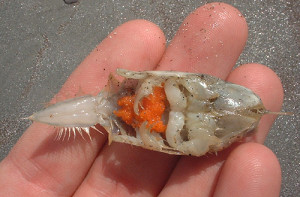 Female Sand Crab with Eggs