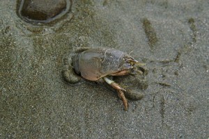 Sand crab in sand