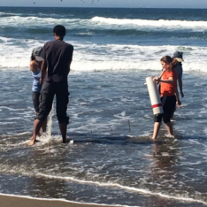 Sand crabbing