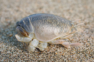 Mole crab
