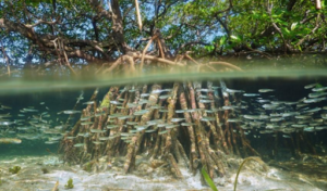 Image of mangrove plant above and below water surface