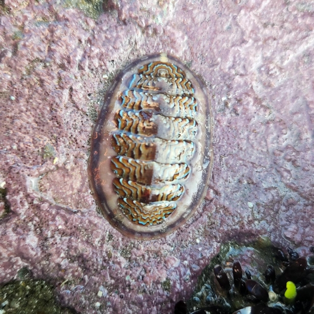 Flamed Lined Chiton