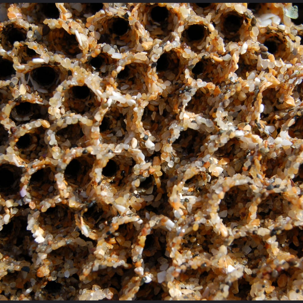 Honeycomb Tubeworm