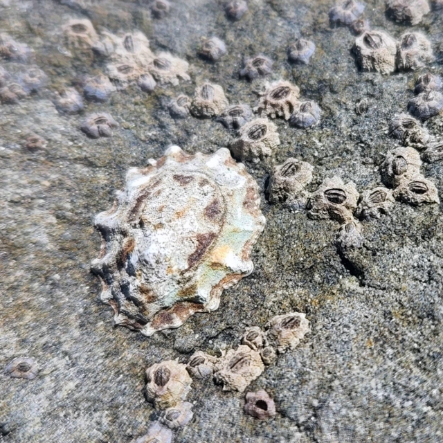 Limpet and Acorn Barnacles
