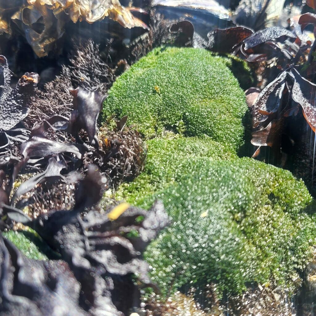 Pin Cushion Algae
