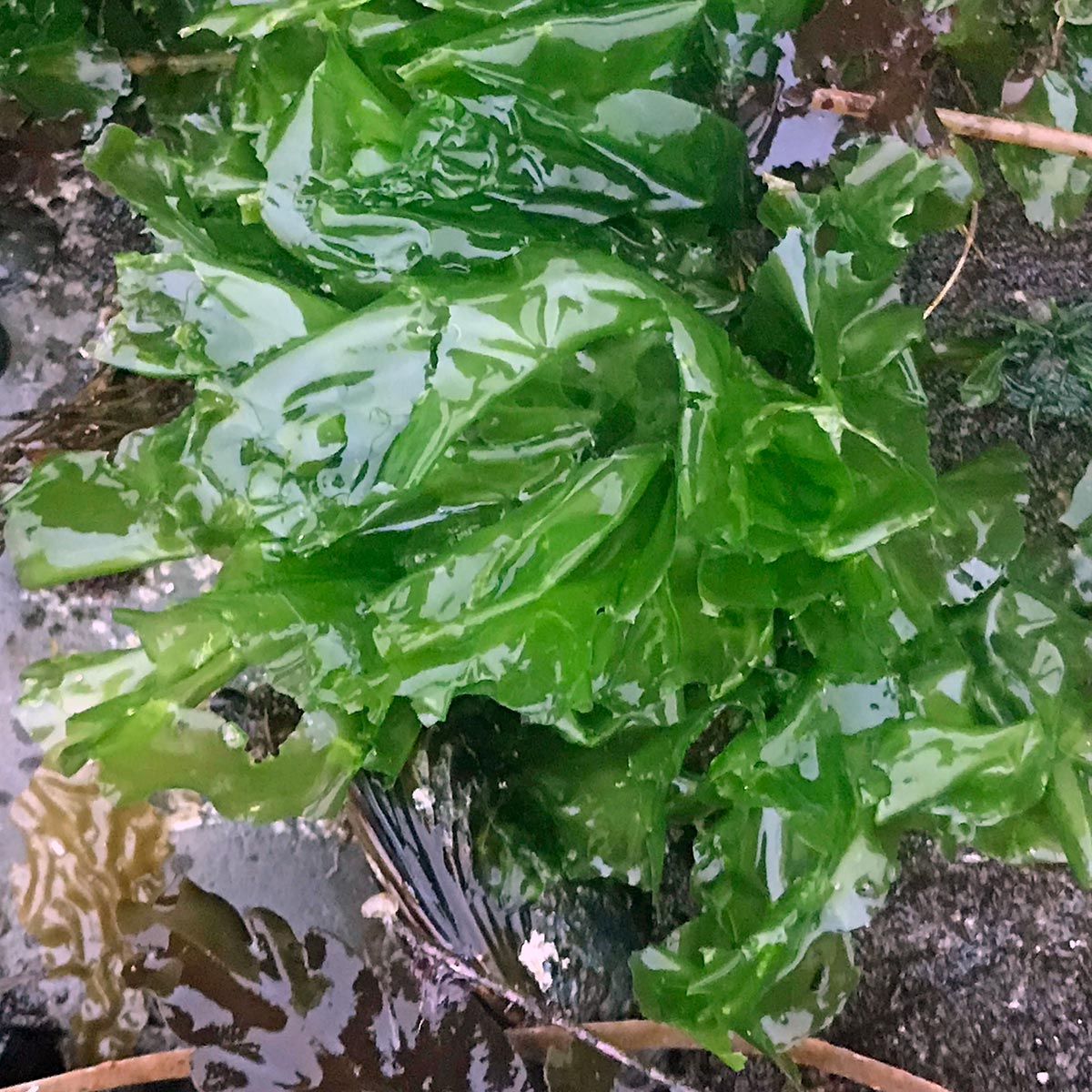 Sea Lettuce Algae