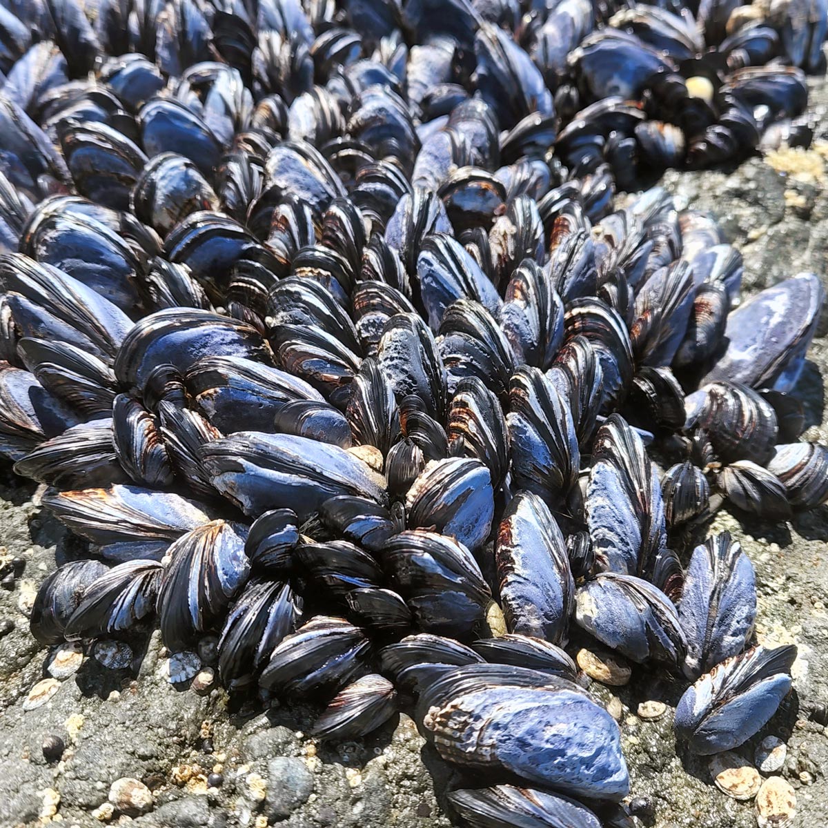 Sea Mussel
