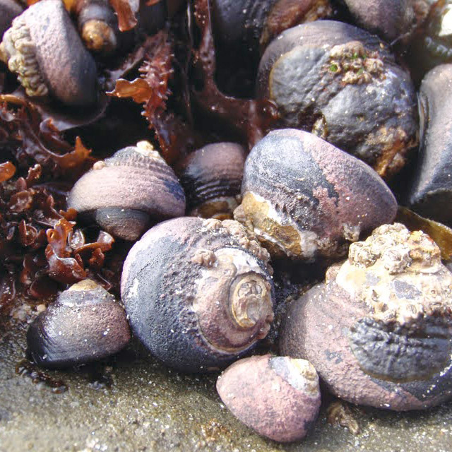 turban-snail.2 Turban Snail